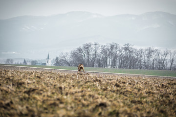 Doe feeding on the field in winter with big snowy hills mountains and village with tower on background. Doe (deer) standing at the field - captured from behind from a long distance