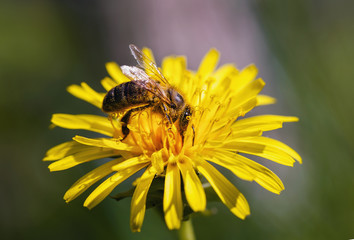 Bee collects nectar