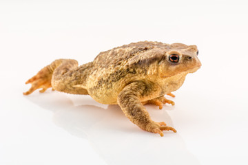 Frog isolated on white background with space for text