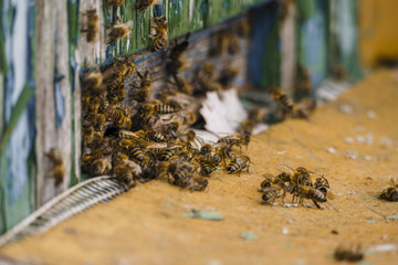 Macro close up of flying bees in front of wooden colorful beehive. Large swarm (squad) of bees in sunny day in fron of green beehive.