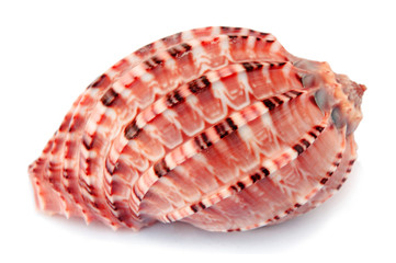 Close up of seashell