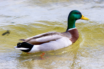 Obraz premium bird a wild drake swims along the river