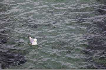 Obraz premium Seagull in the Water