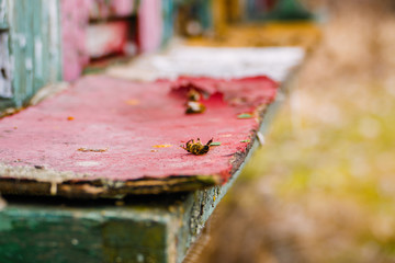 Macro image of a dead bee from a hive in behive. Bees problems and issues with pesticide and other poisons. Dying bee lies  in front of the colorful beehive.