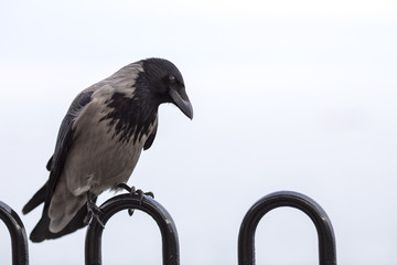 Raven (Corvus corax)