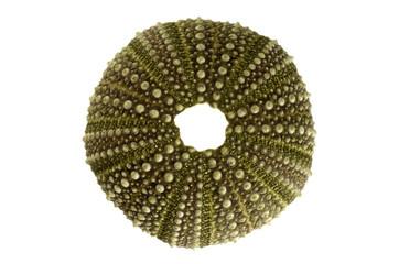 Sea urchin test overview isolated over white