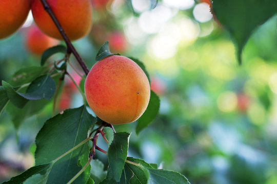 Mature apricots on the tree