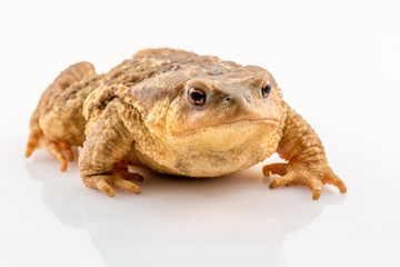 Frog isolated on white background with space for text