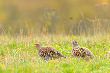Grey Partridge (Perdix perdix)