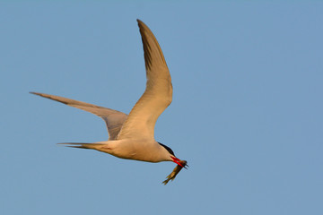 Obraz premium Common tern (Sterna hirundo)