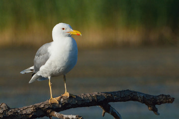 Caspian Gull (Larus cachinnans)