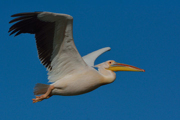 Fototapeta na wymiar White Pelican (Pelecanus onocrotalus)