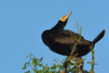 Great cormorant (Phalacrocorax carbo)
