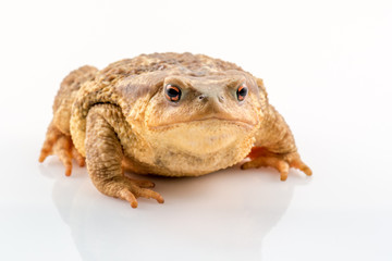 Frog isolated on white background with space for text
