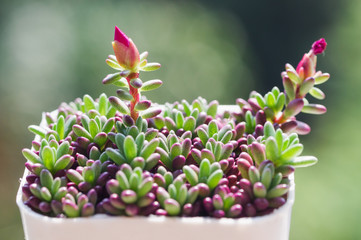 Obraz premium Succulents or cactus in desert botanical garden with sand stone pebbles for decoration and agriculture design.