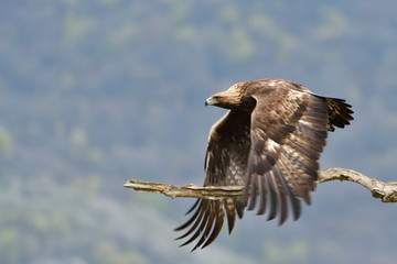 Golden Eagle in Flight