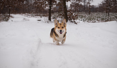 Dog Welsh Corgi Pembroke on a walk in a beautiful winter forest.
