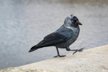 Dohle auf einer Mauer 