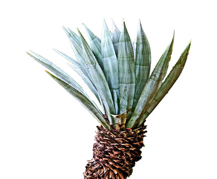 Aloe isolated on white background