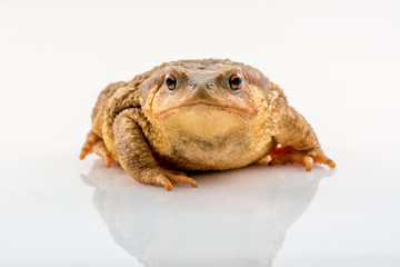 Frog isolated on white background with space for text