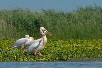 White Pelican (Pelecanus onocrotalus)