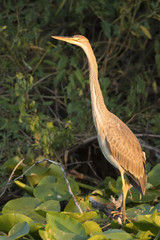 Purple Heron (Ardea purpurea)
