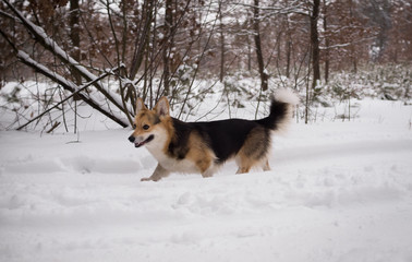 Dog Welsh Corgi Pembroke on a walk in a beautiful winter forest.