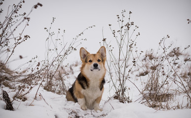 Dog Welsh Corgi Pembroke on a walk in a beautiful winter forest.