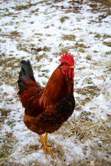 Hahn und Hühner in artgerechter Haltung 