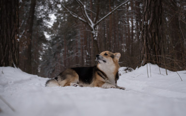Dog Welsh Corgi Pembroke on a walk in a beautiful winter forest.