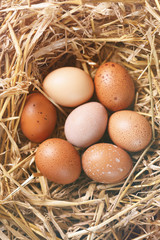 Easter eggs in nest, tinted