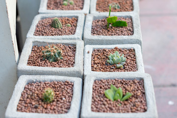 mini Cactus Art・サボテン・花・ミニ