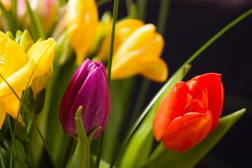 Naklejka premium Two tulips in bouquet