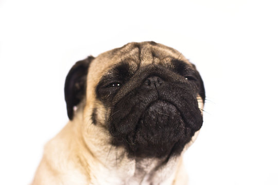 The pug dog cry and looks with sad big eyes.
