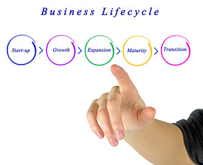 Business life cycle