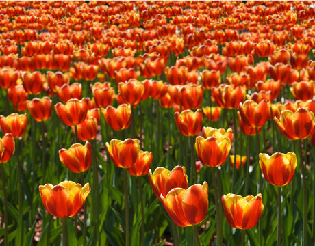 image of tulip field closeup