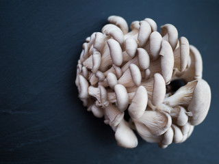 mushrooms on a dark background, oyster mushrooms, a lot of mushrooms