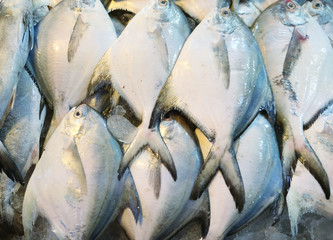 White pomfret on ice