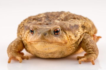 Frog isolated on white background with space for text