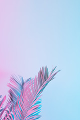Fototapeta premium Tropical and palm leaves in vibrant bold gradient holographic colors. Concept art. Minimal surrealism.