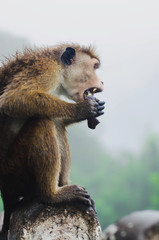 Monkey sitting and resting on the stone