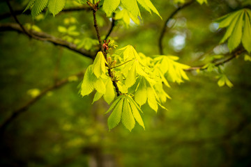 kidney with leaves on a chestnut tree in springю Nature background. Copy space