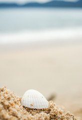 Seashell and the beach on the background