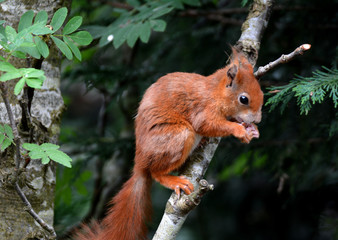 Red Squirrel