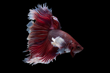 Obraz premium Halfmoon Betta Fish
