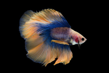 Halfmoon Betta Fish