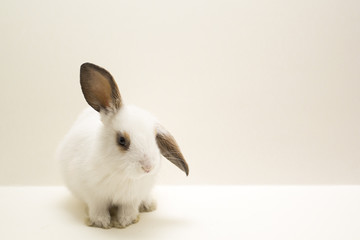Little bunny on gray background. Copy space.