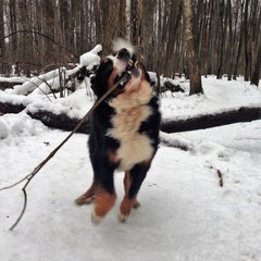Bernese mountain dog - Best dog For Family! The reliability of the Nobility of Mind Devotion to the Impressive views, Quality built to last!