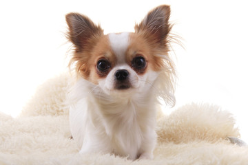 chihuahua is resting