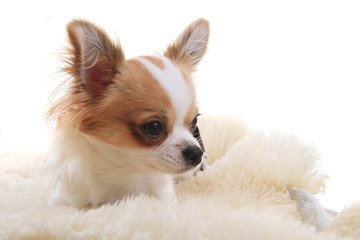 chihuahua is resting